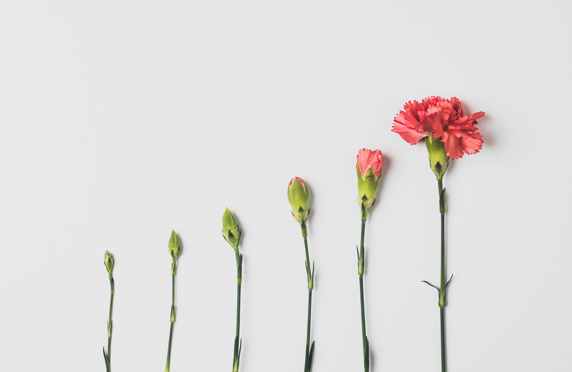 Œillets en fleur sur fond clair, de la graine à la floraison